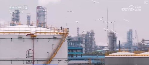 炼化工厂成鸟儿新家 绿色工厂尽显工业之美
